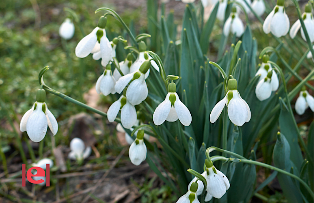 Conéixer el lliri de neu al parc natural de Penyagolosa