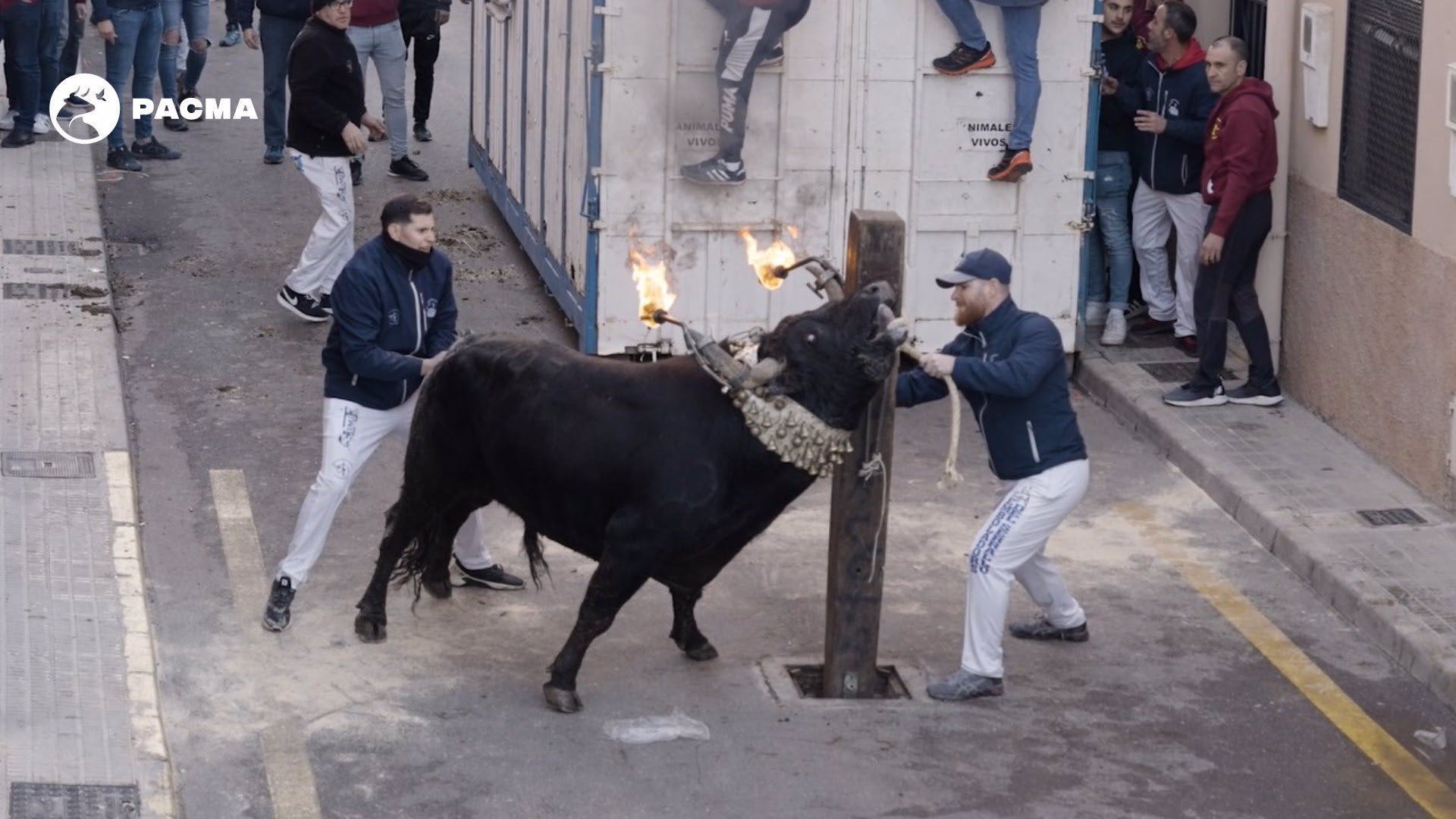 PACMA difon un vídeo d’un bou embolat a Castelló de la Plana per a denunciar el maltractament animal