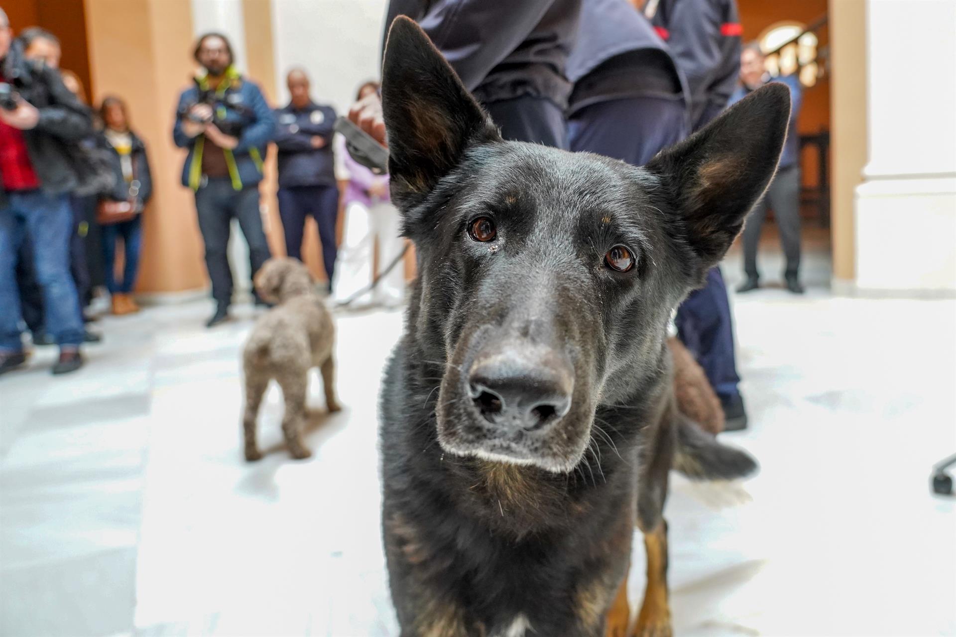 La Llei valenciana de Benestar Animal serà aprovada aquest dijous