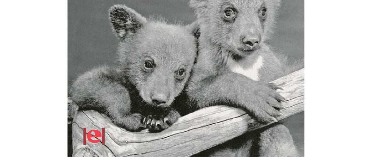 La fotografia en el món de la literatura infantil