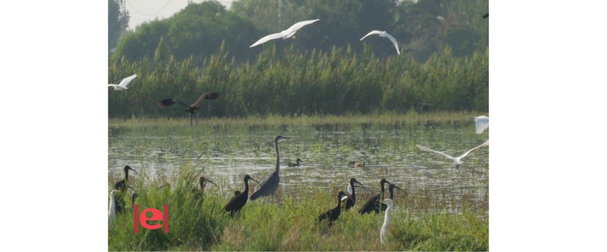 El Parc Natural El Fondo d’Elx ofereix la ruta interpretativa «Aigua, font de vida»