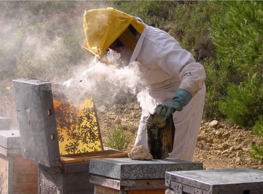 Fa 10 anys, a DLV: «La ruïna de l’apicultura valenciana»