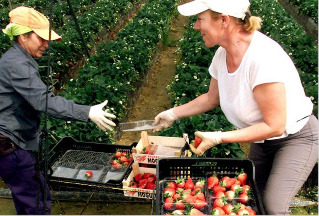 Fa 10 anys, a DLV: «Més de 24.000 dones agricultores deixen el camp al País Valencià en només 10 anys»