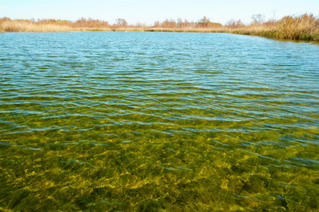 El Tancat de la Pipa, a l'Albufera