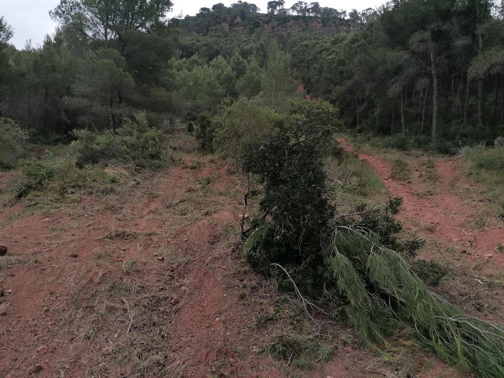 Un software millora la resiliència dels boscos mediterranis al canvi climàtic