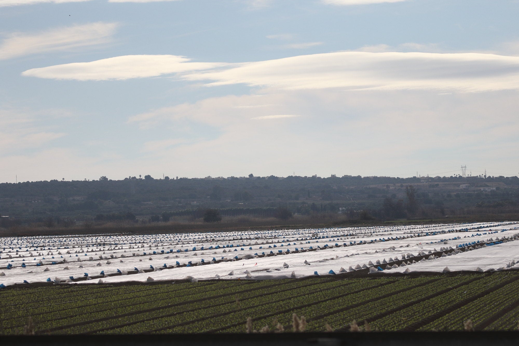 La Generalitat sanciona una empresa d’Elx que va transformar a reg per degoteig 80 hectàrees d’horta tradicional