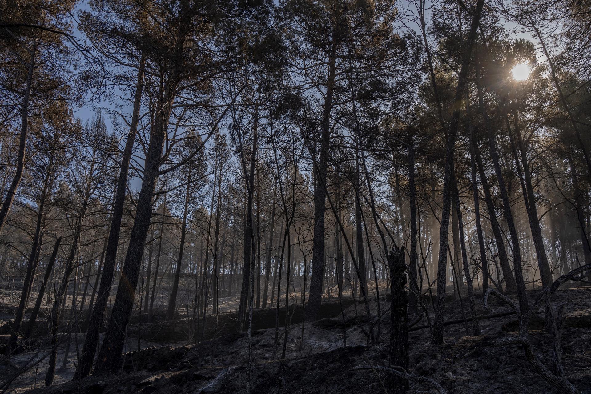 El jutjat investiga el foc de l’Alt Millars i obre una causa per un delicte d’incendi forestal