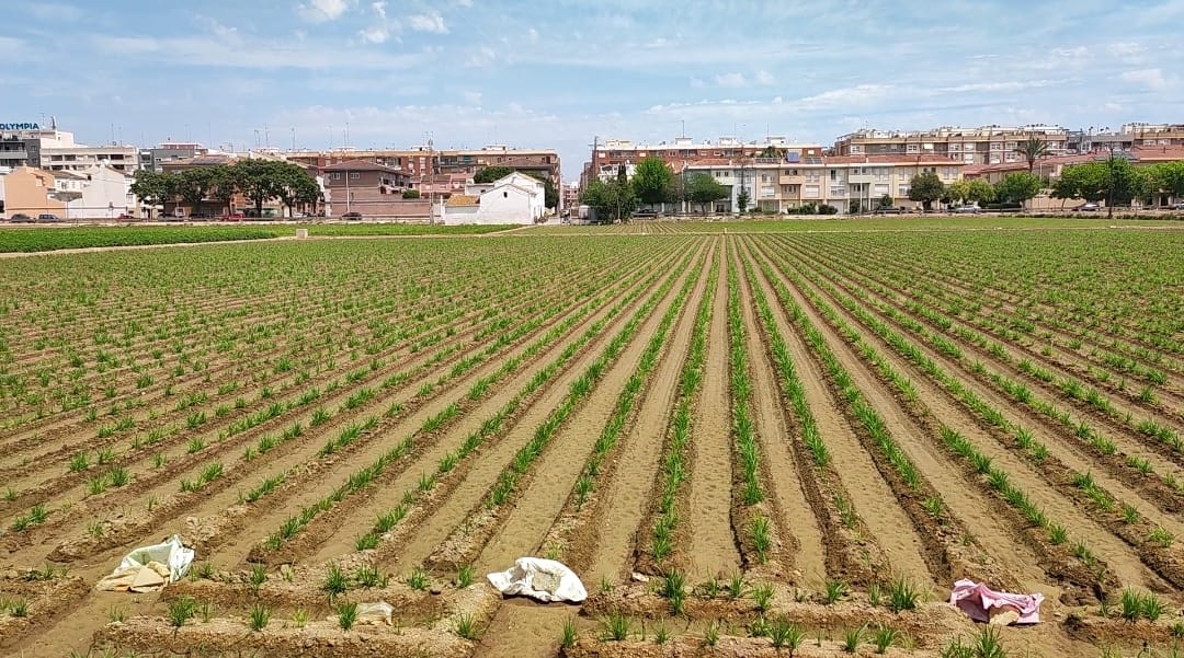 L’orxata sense sucre o amb menys del 10% de sacarosa es podrà denominar, també, «orxata»