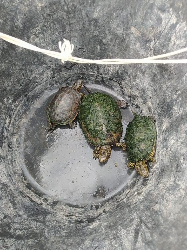 Localitzen set tortugues d’estany europees i una d’aigua ibèrica al Tancat de la Pipa