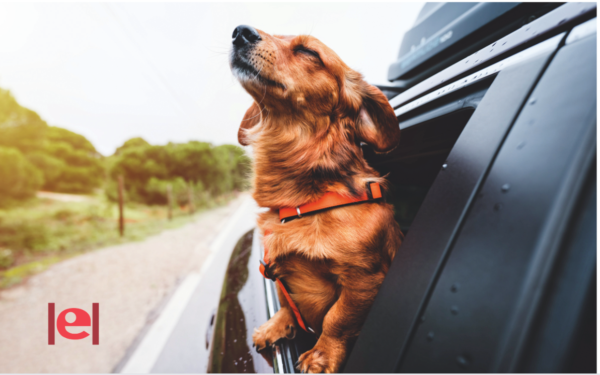 El meu gos es mareja en el viatge: què faig?