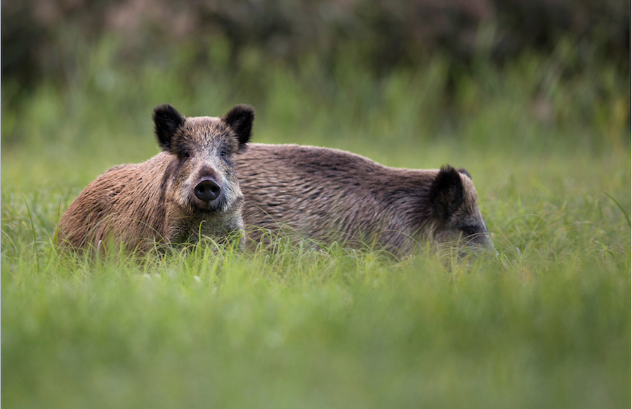 Els senglars «fan estralls» als camps la Costera