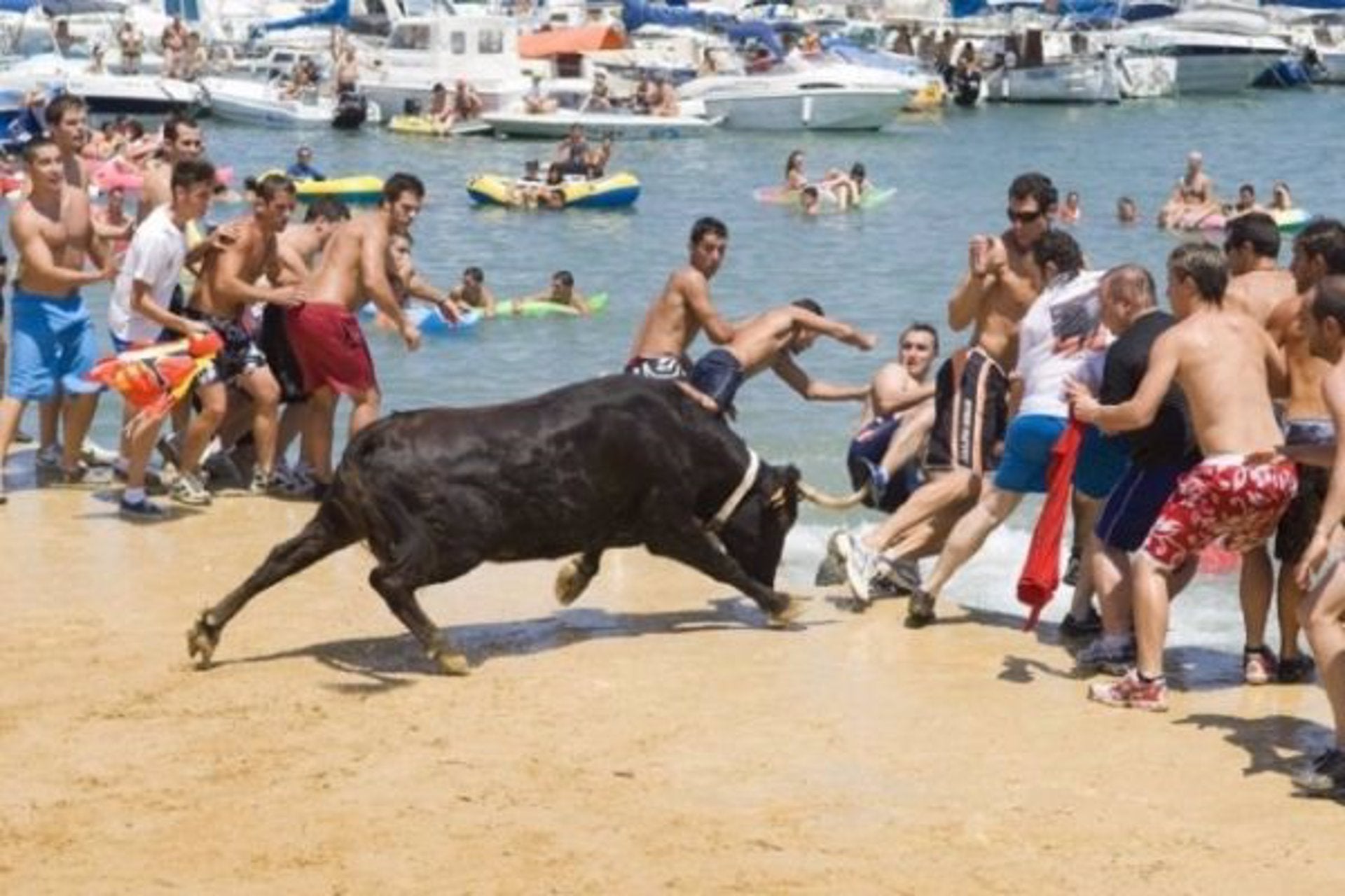 Mor un bou ofegat a Dénia durant la celebració dels Bous a la Mar