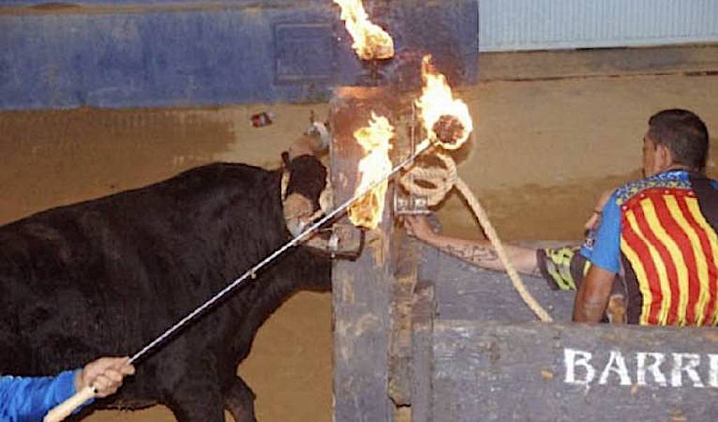 La Federació Darwinista Valenciana de Bous al Carrer reporta una altre ferit a Silla