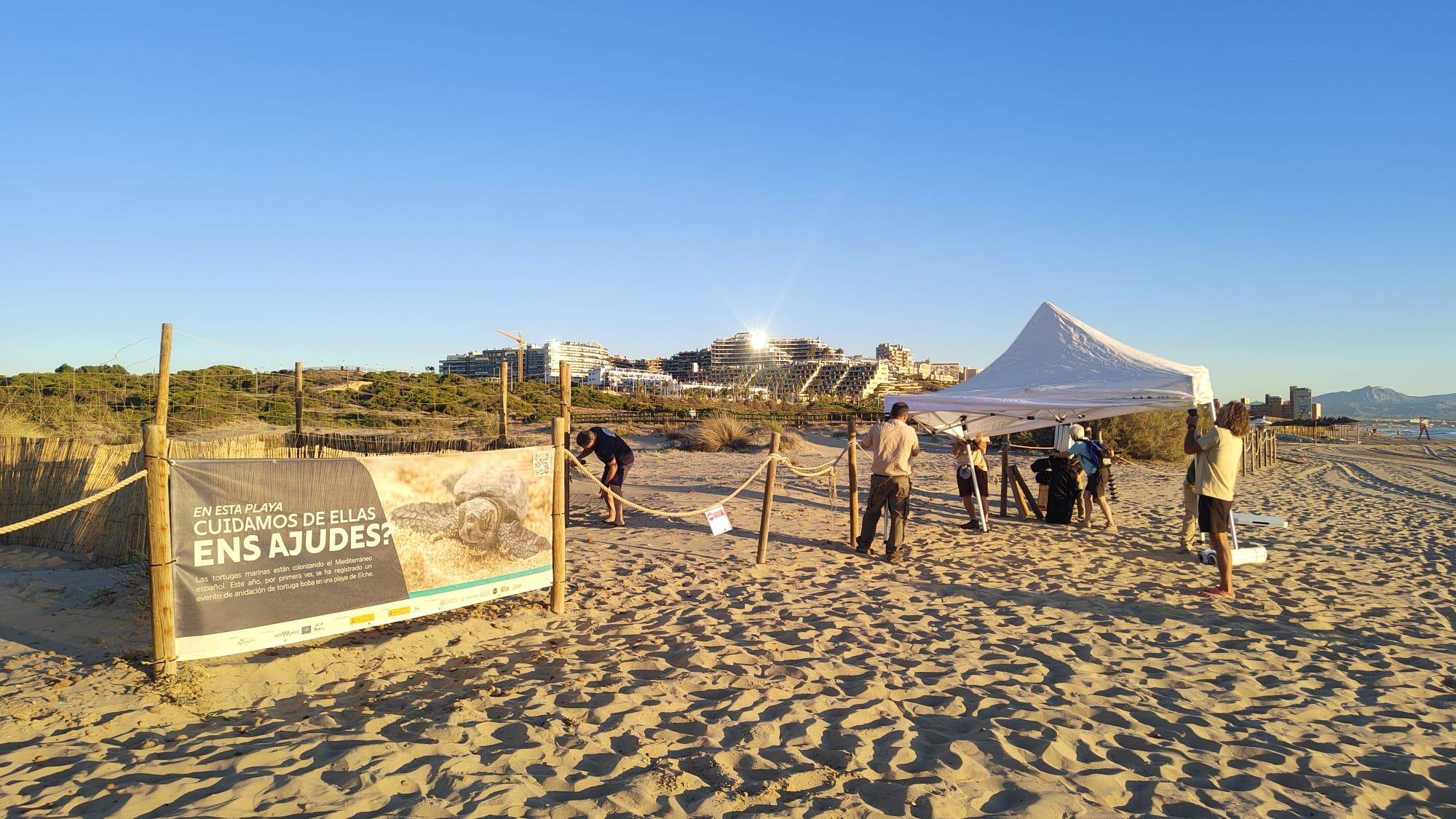 Ecologistes en Acció clama per la protecció de la tortuga babaua a Elx