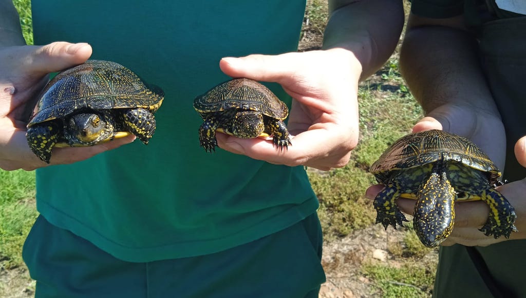 AE-Agró continua l’estudi de les tortugues autòctones a la Marjal d’Almenara