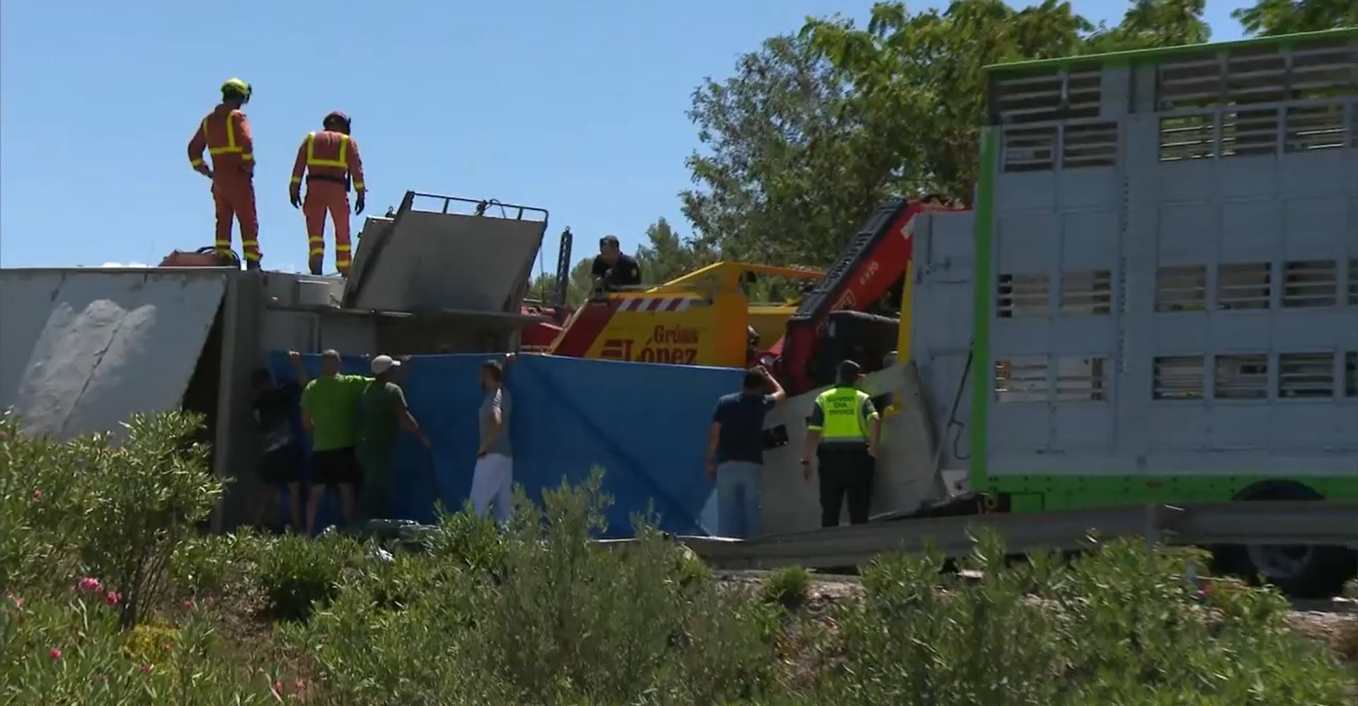[Vídeos] Diversos bous s’escapen d’un camió a Bunyol i transiten per la carretera