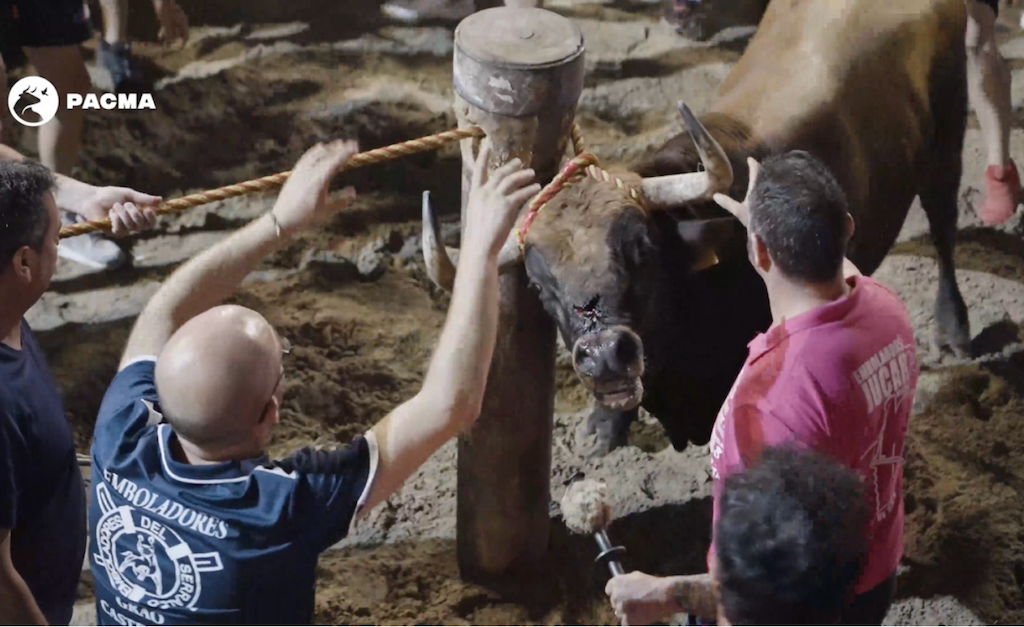 Embolen un bou ferit al Grau de Castelló de la Plana [Vídeo]