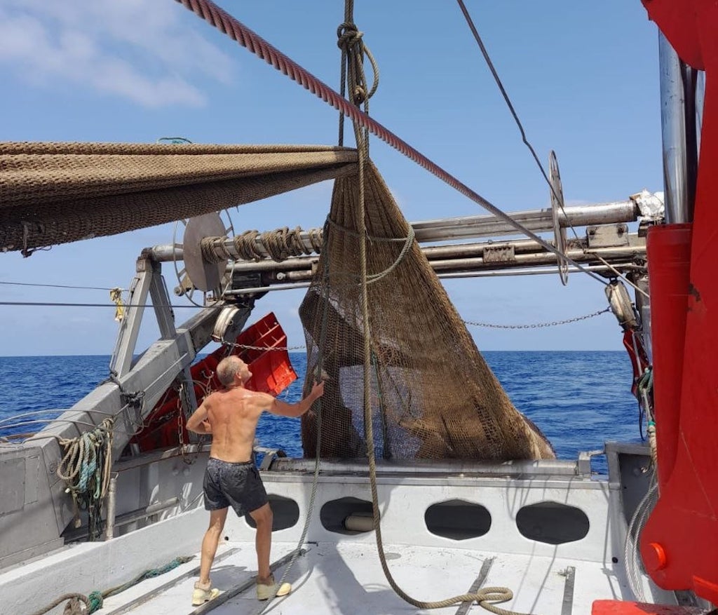 Un tauró pelegrí de quasi 8 metres, «pescat» per una barca de ròssec de Xàbia