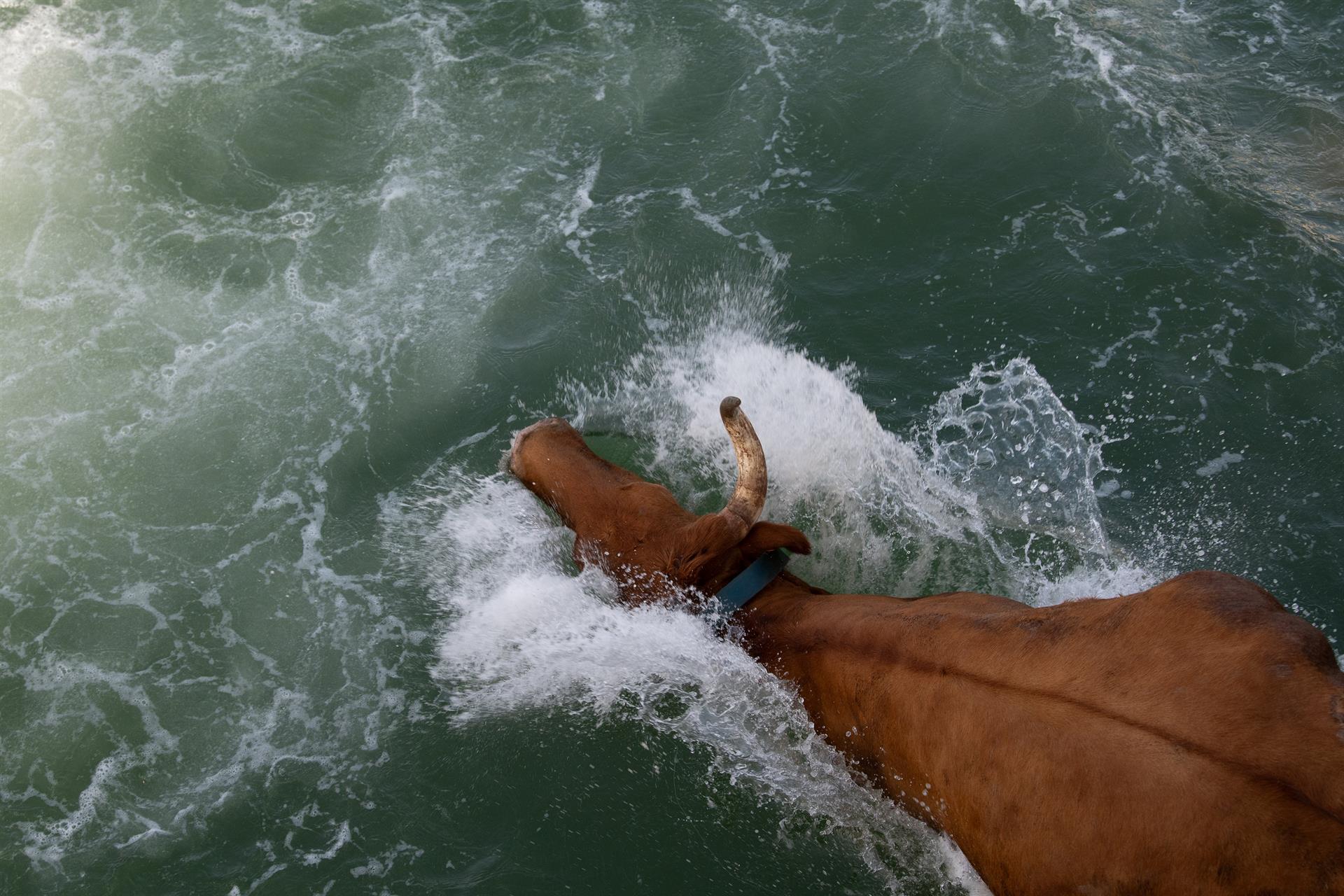 Arrepleguen més de 65.000 signatures per a acabar amb els festejos taurins a Xàbia