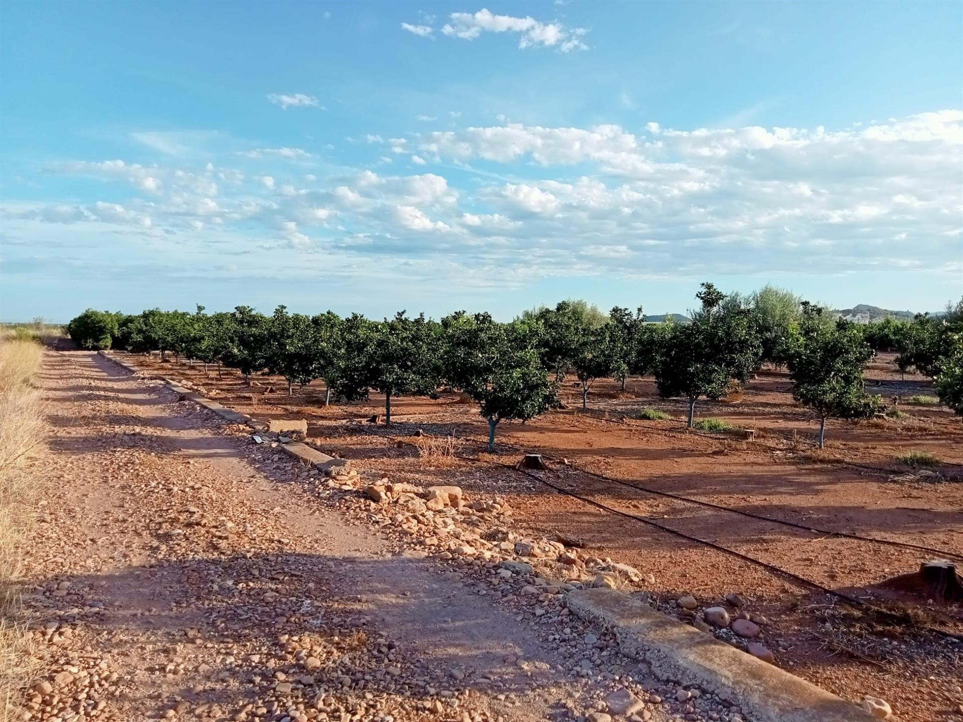 La Unió també s’oposa a la planta fotovoltaica projectada a la Plana Baixa