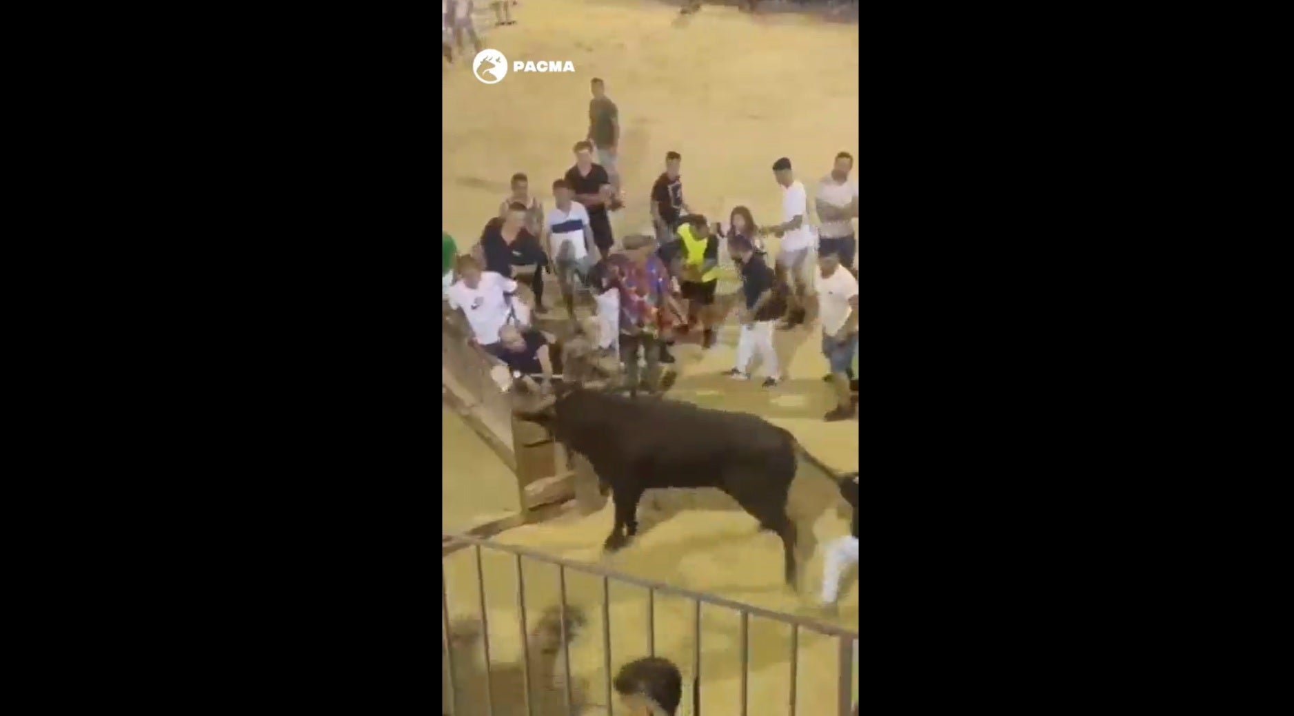 [Vídeo] Un bou crida angoixat mentre és assetjat als festejos de Benaguasil