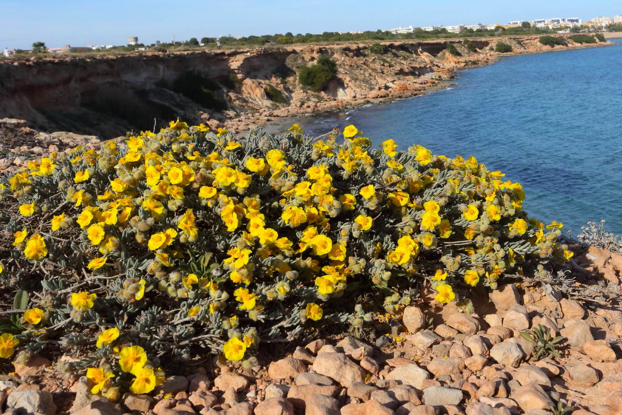 Espècies protegides a Cala Mosca (Oriola)