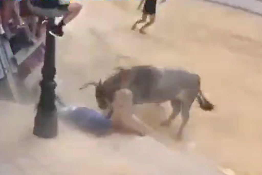 Un bou fereix greument un home a Puçol [Vídeo]