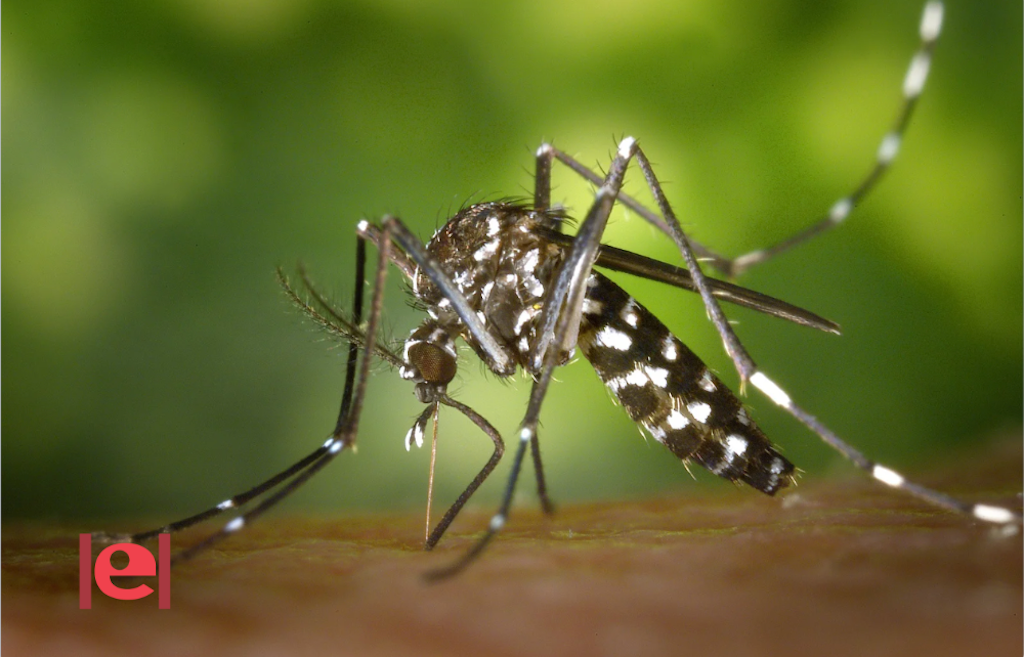 Com evitar la proliferació de mosquits tigre a casa