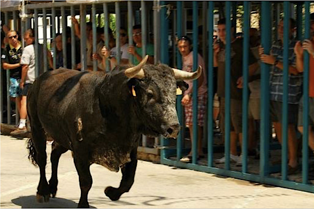 Un bou mata un home a la Pobla de Farnals