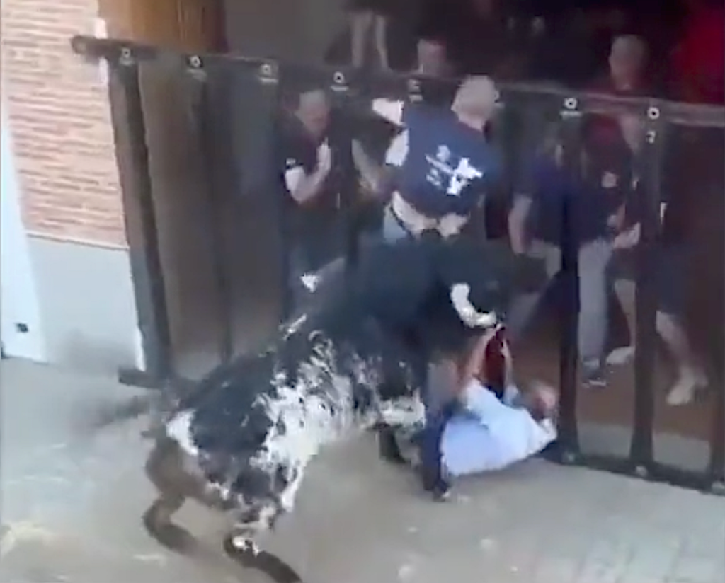 L’home mort per un bou a la Pobla de Farnals era directiu de Pamesa [Vídeo]
