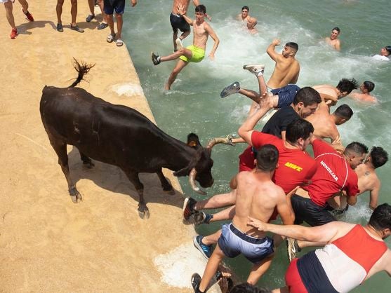 El PACMA sol·licita una reunió amb l’Ajuntament de Dénia per a tractar l’abolició dels «bous a la mar»