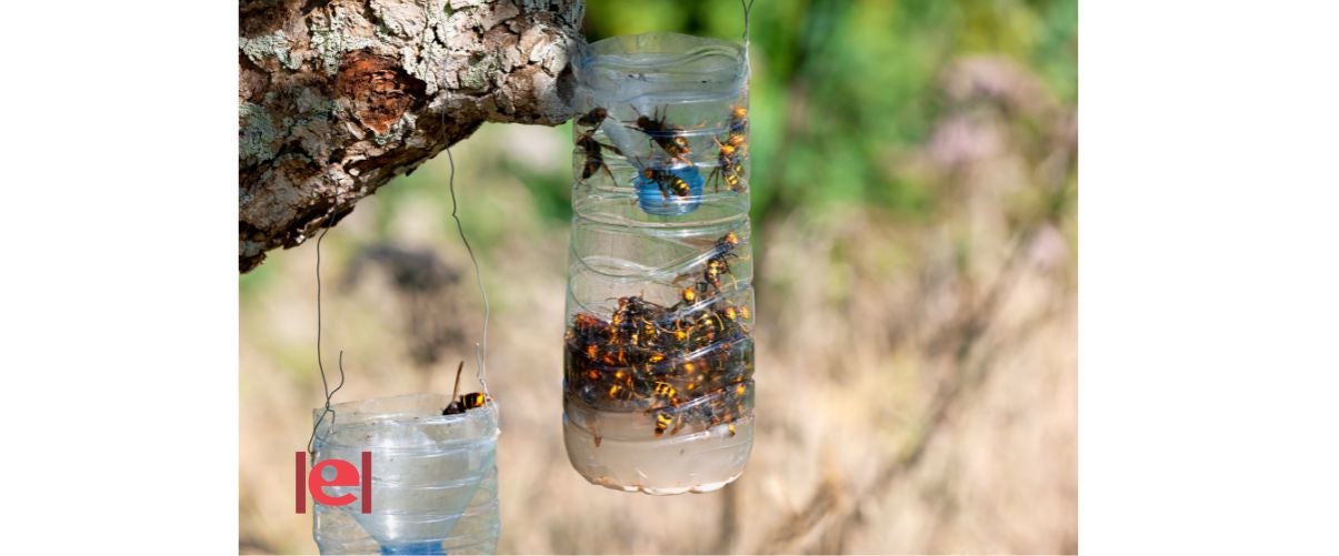 Les trampes per a vespes més eficaces