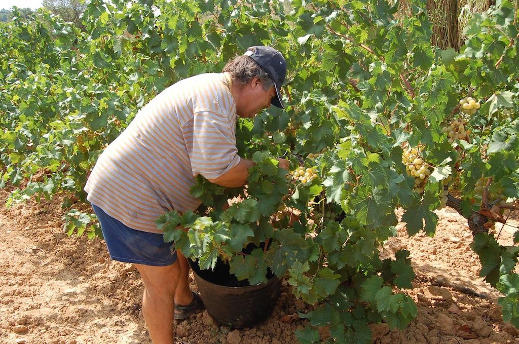 La Unió afirma que la Conselleria d’Agricultura (Vox) «abandona» els agricultors