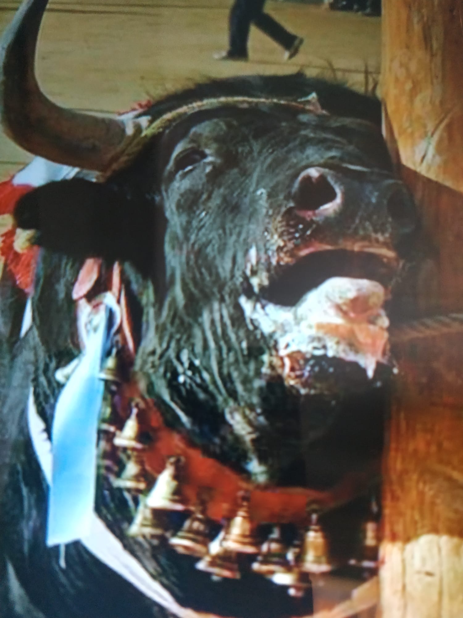 La plataforma antitaurina d’Alfafar valora demandar l’alcalde de la localitat