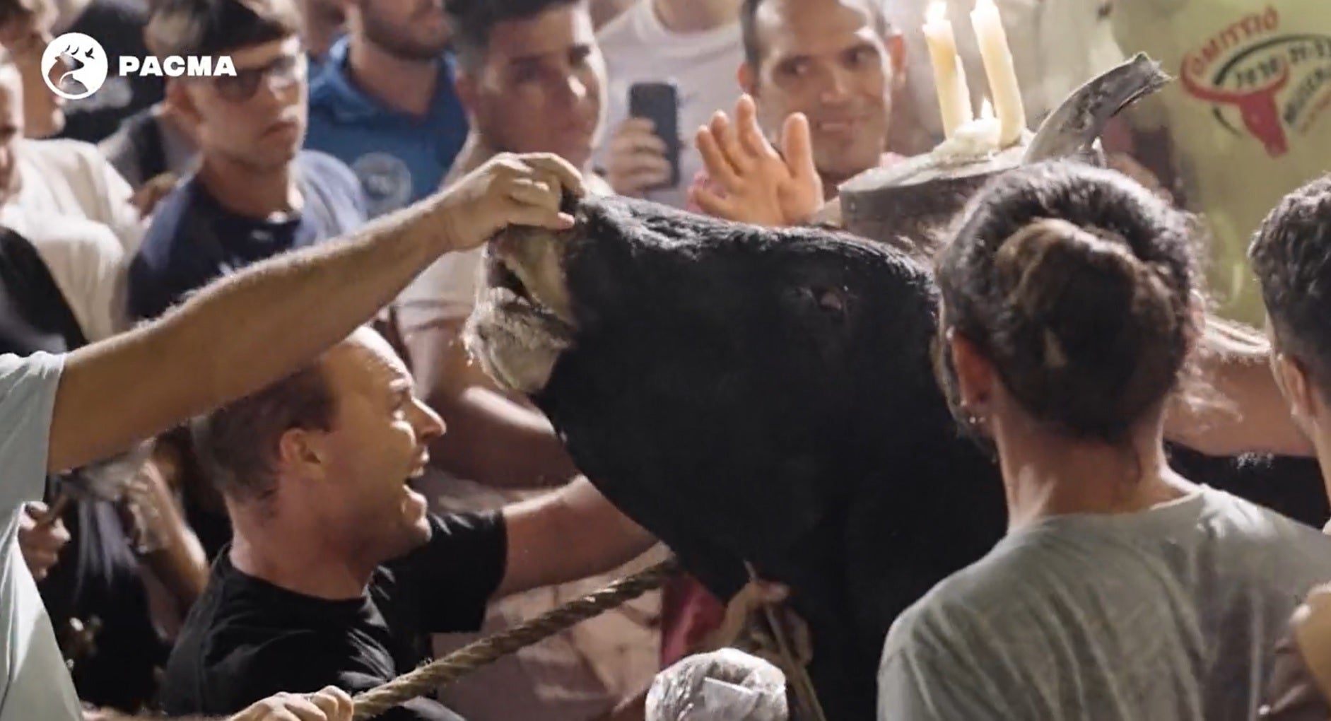 [Vídeo] Un bou brama de patiment mentre és embolat a Torís