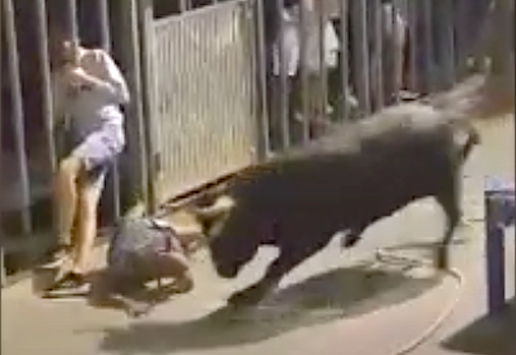 Un bou trenca la corda quan anaven a embolar-lo i provoca una situació perillosa  [Vídeo]