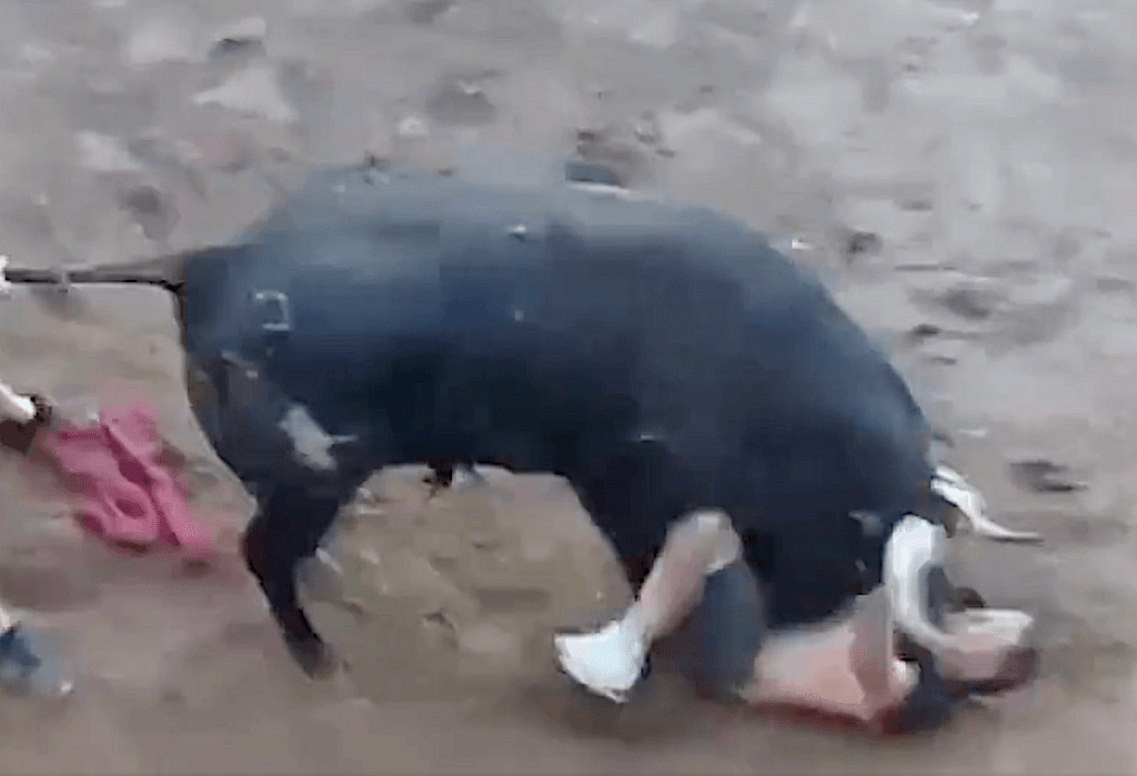 Un bou enganxa dos homes a Almassora [Vídeo]