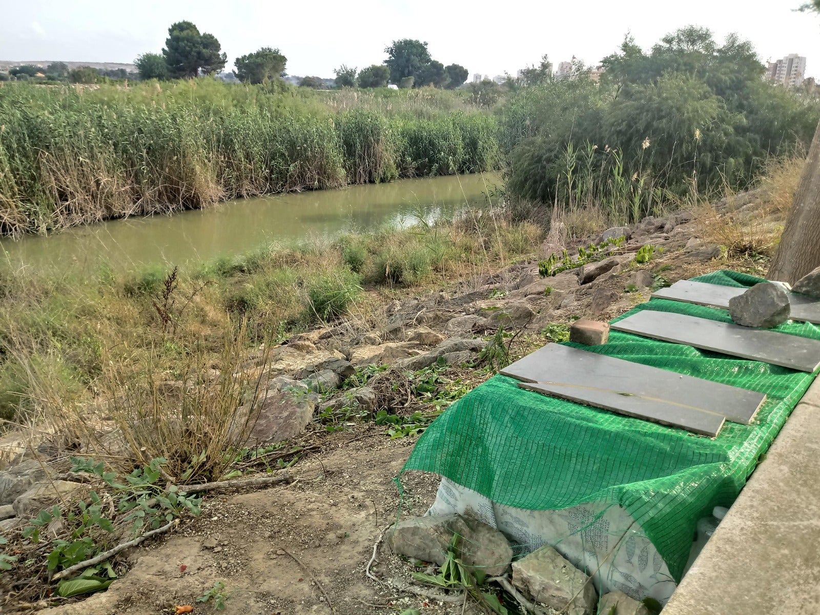 AHSA alerta de la proliferació de gats a la desembocadura del Segura i a les dunes de Guardamar