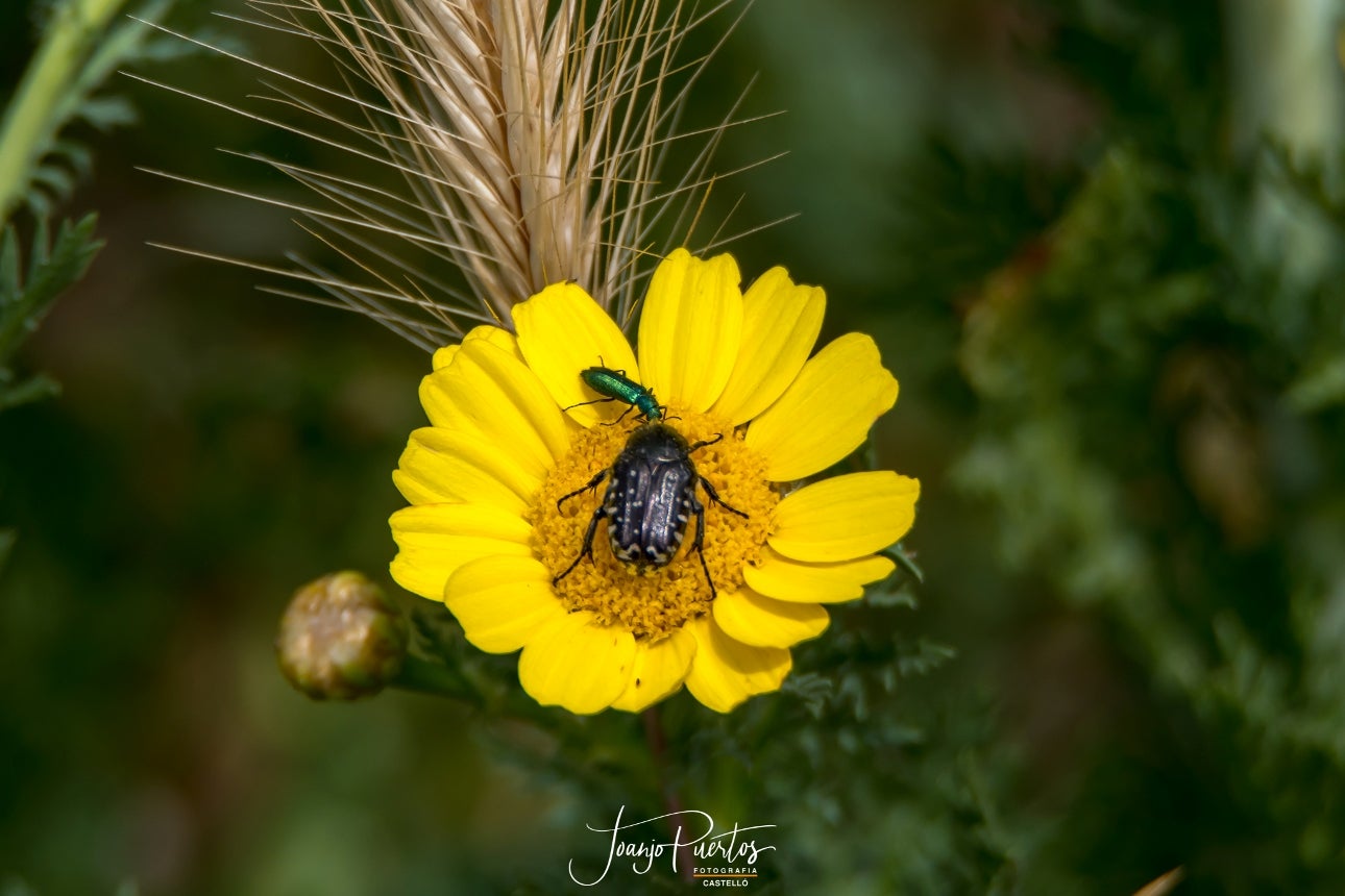 No és bo ni normal, ametlers en flor, animals que haurien d’estar hivernant en plena activitat, aus migratòries que estan canviant els seus costums… - Foto Joanjo Puertos