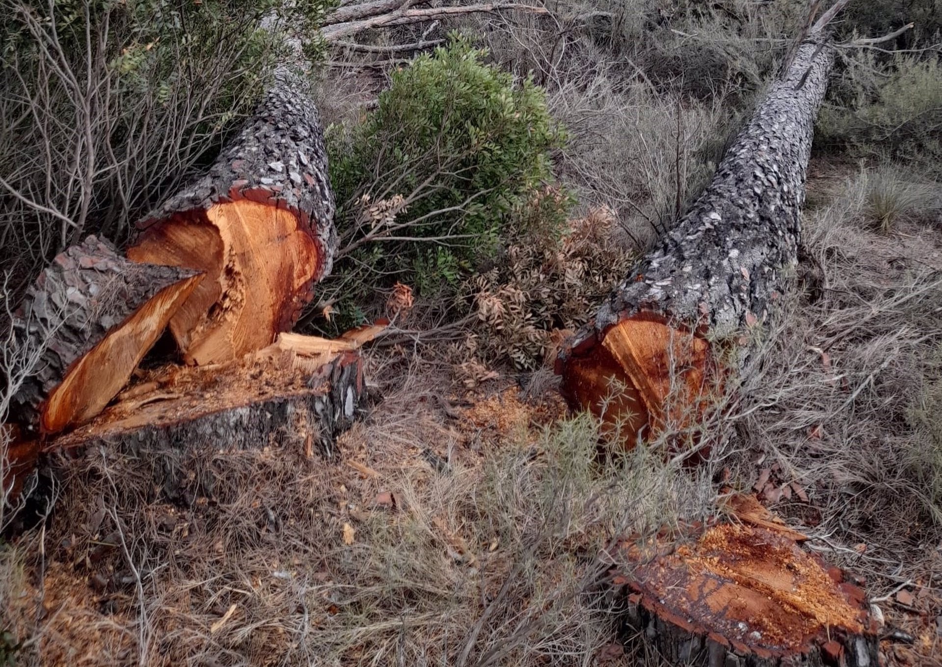Pins tallats en muntanyes d'aquest municipi de la Canal de Navarrés