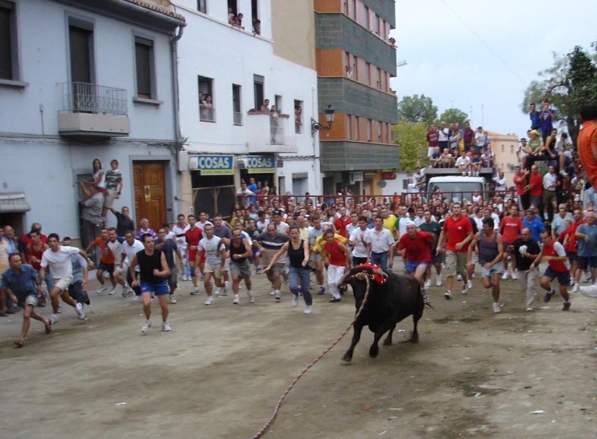 Bou amb corda a Xiva (la Foia de Bunyol)