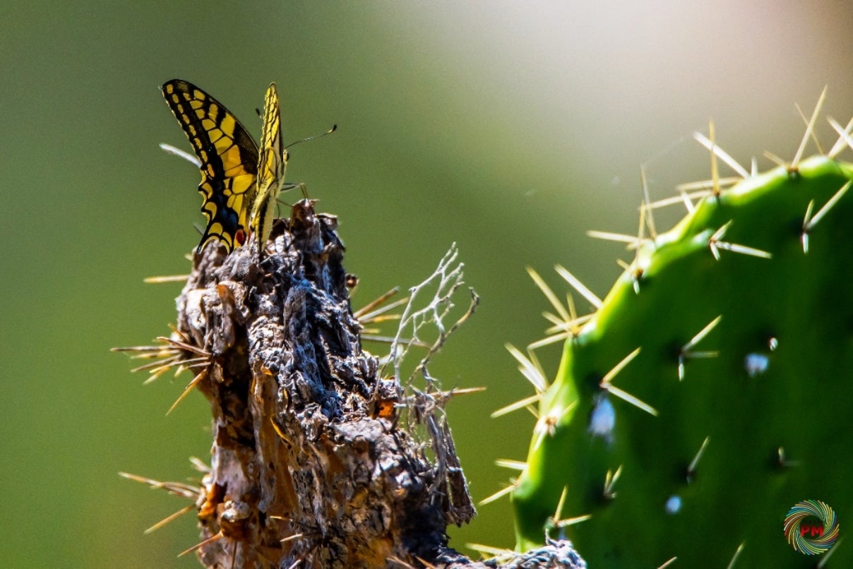Papallona - Joanjo Puertos