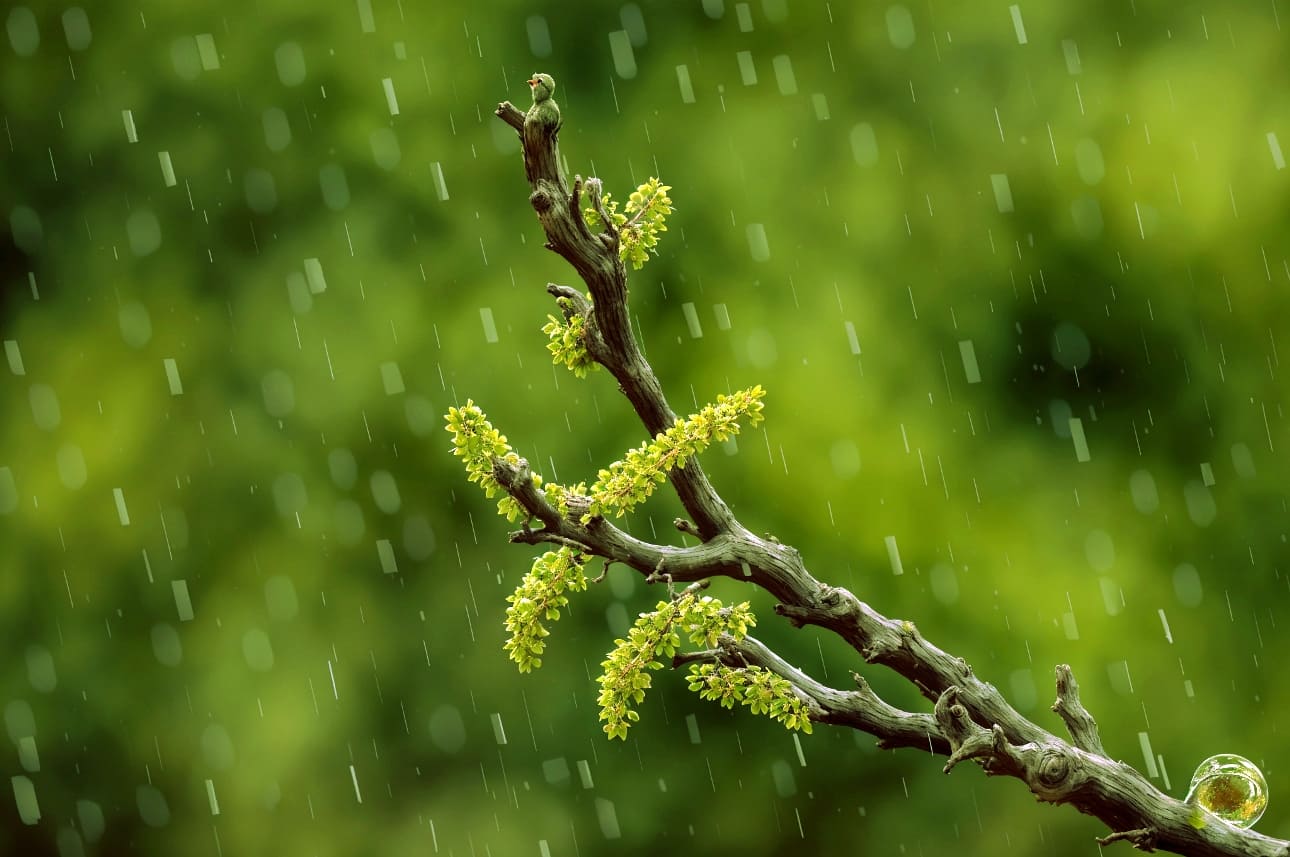 Pluja | Joanjo Puertos