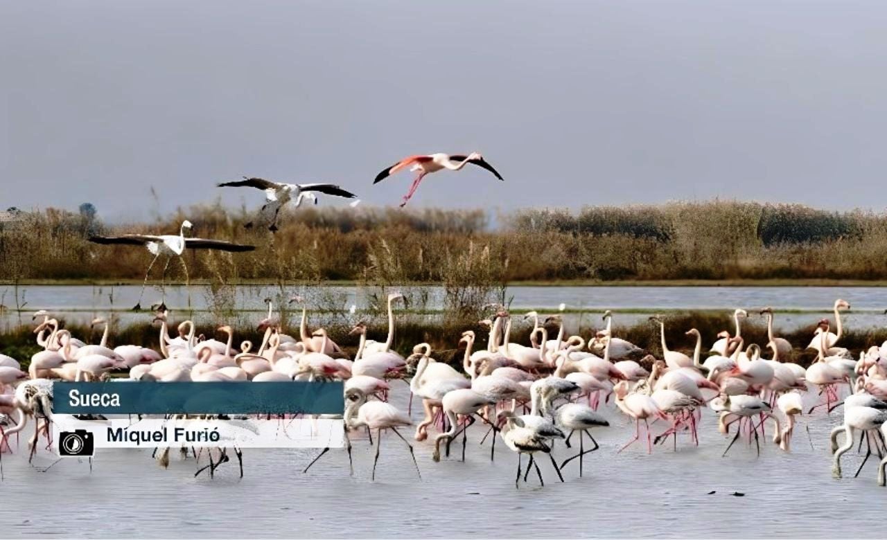Sueca - Miquel Furió
