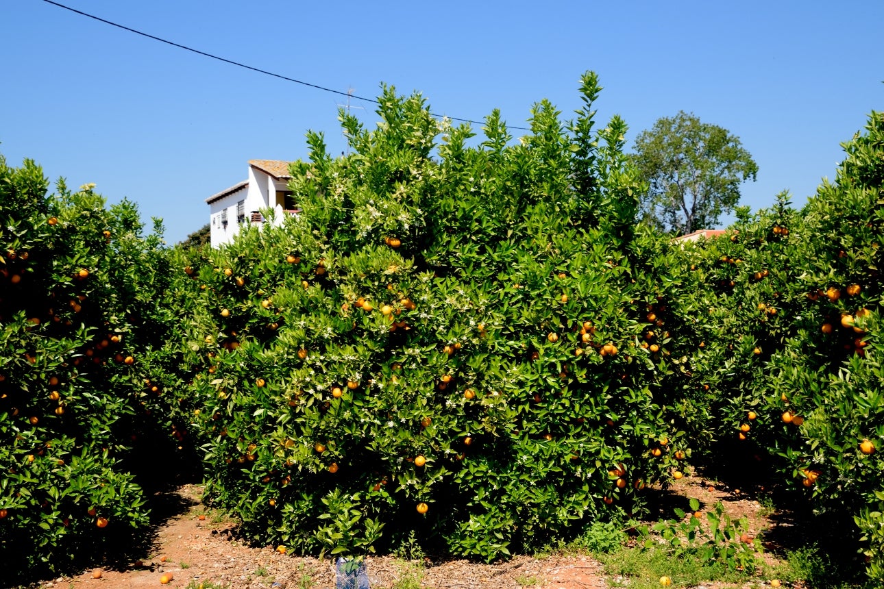 Tarongers - Joanjo Puertos