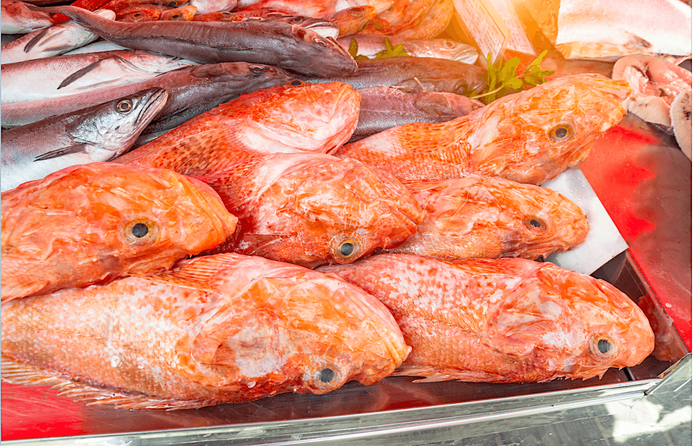 Escórpora, escorpa o rascassa (Scorpanea porcus)