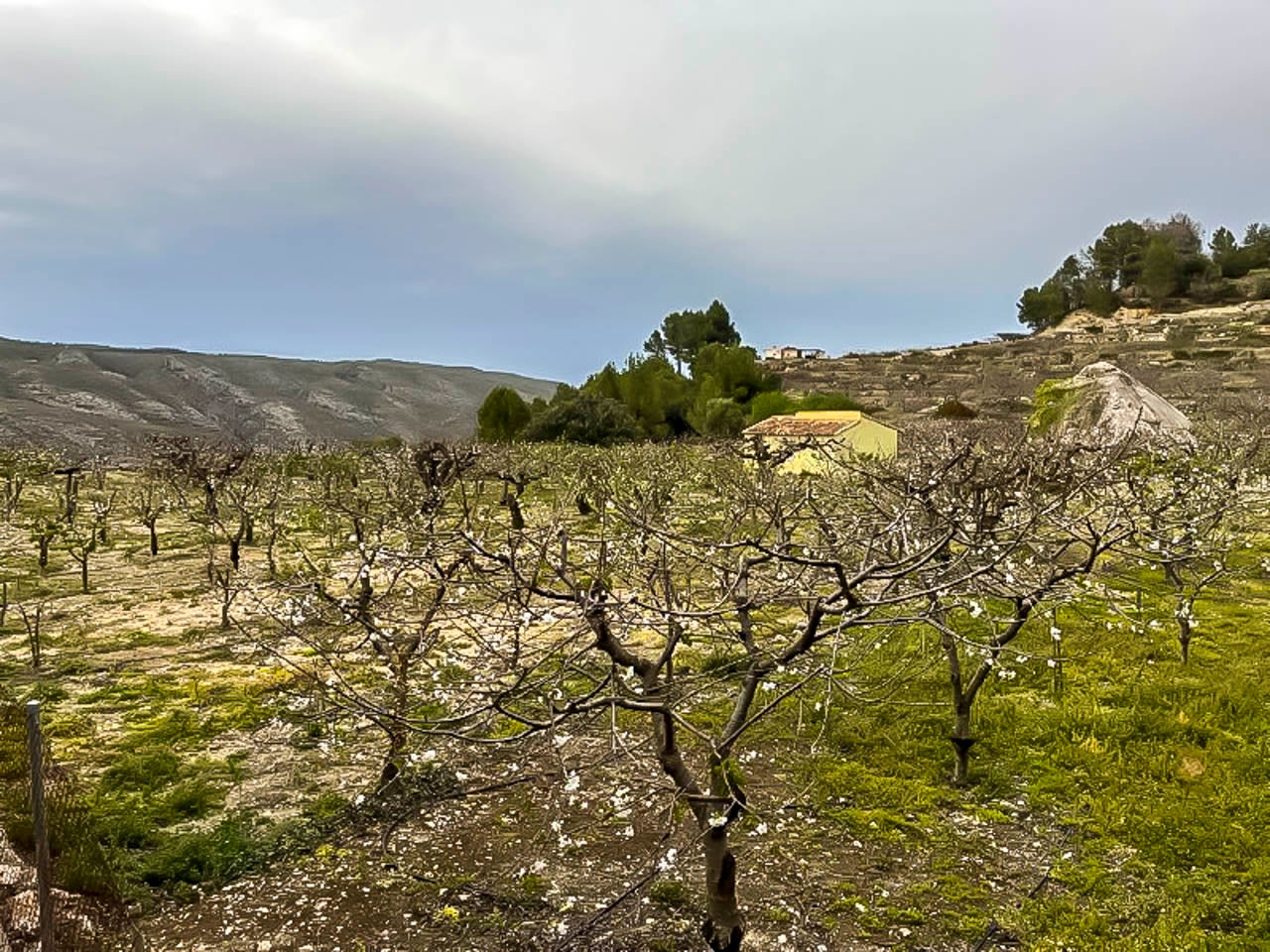 Cirerers de La Vall de Gallinera - Moisès Vizcaino