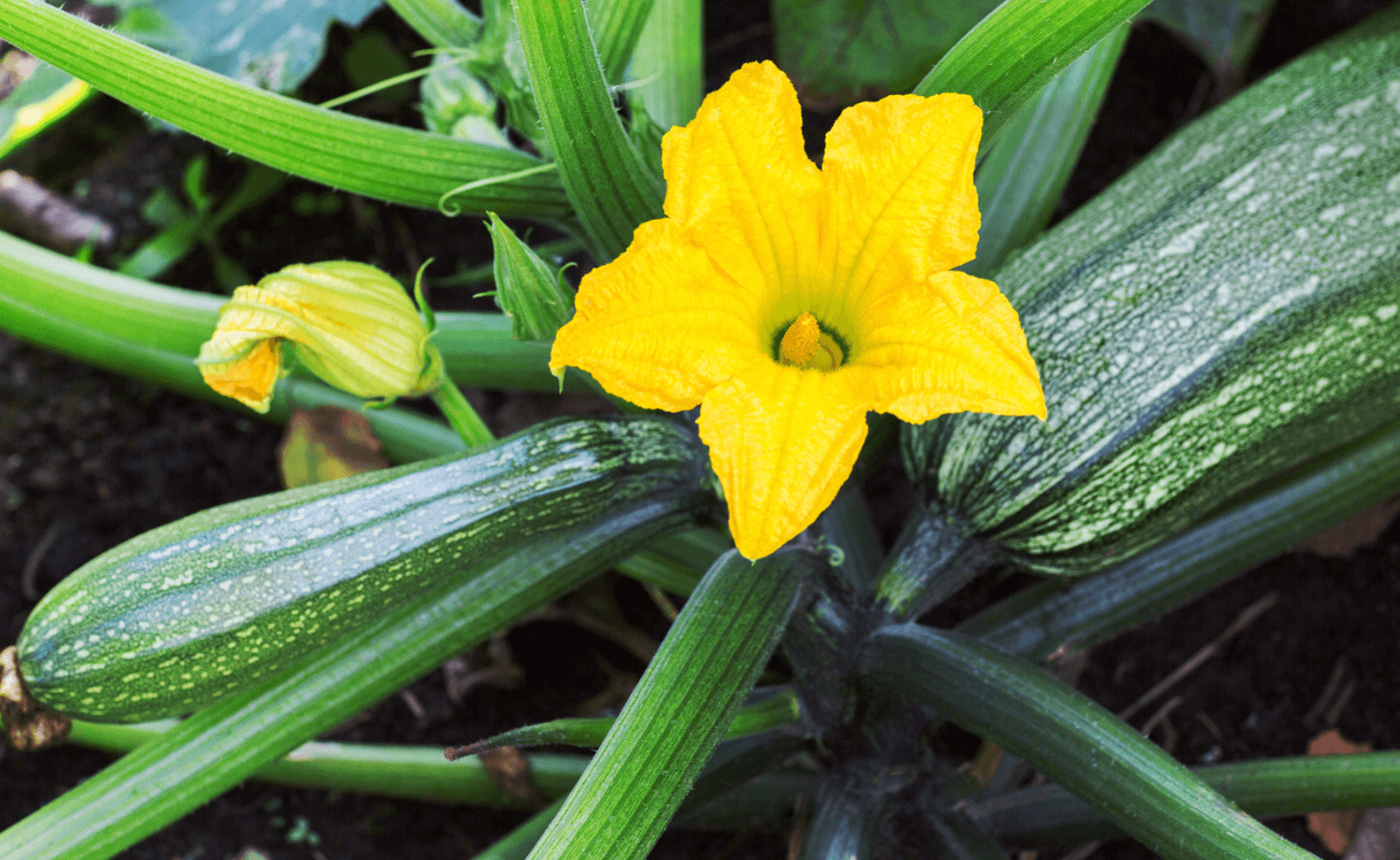 Els badocs són les flors de la carabassonera