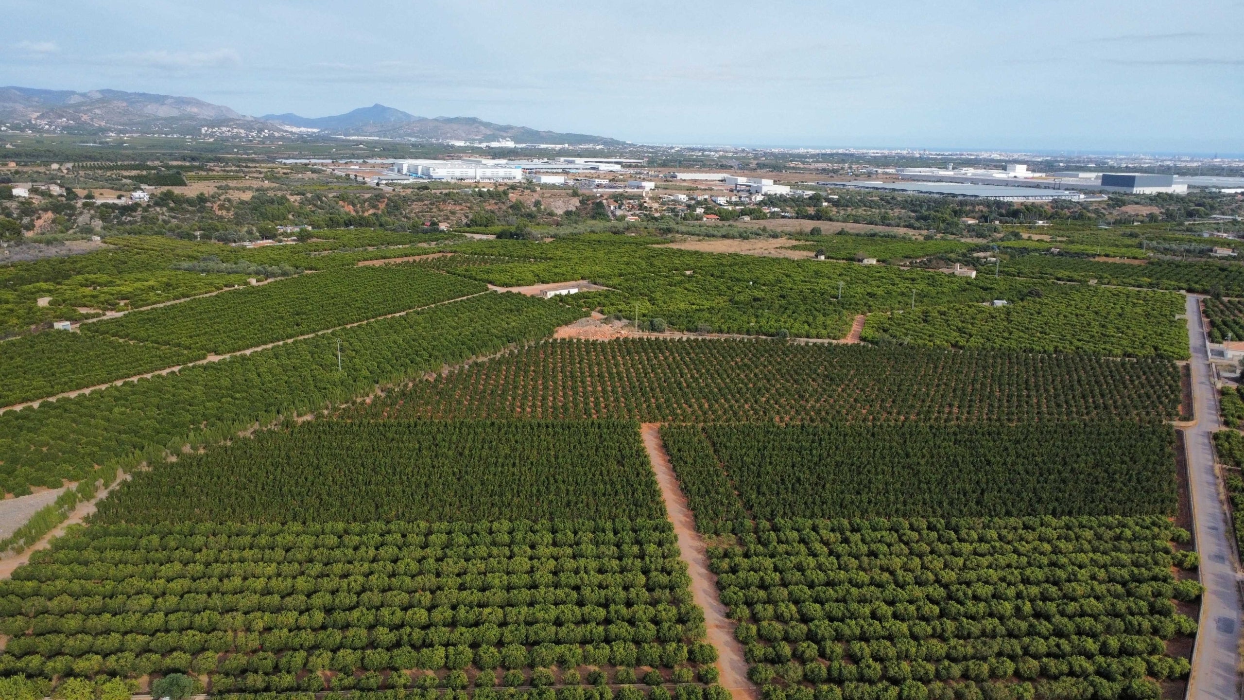 Imatge aèria de la zona citrícola d'Onda afectada, una de les de major valor agrícola i econòmic del País Valencià