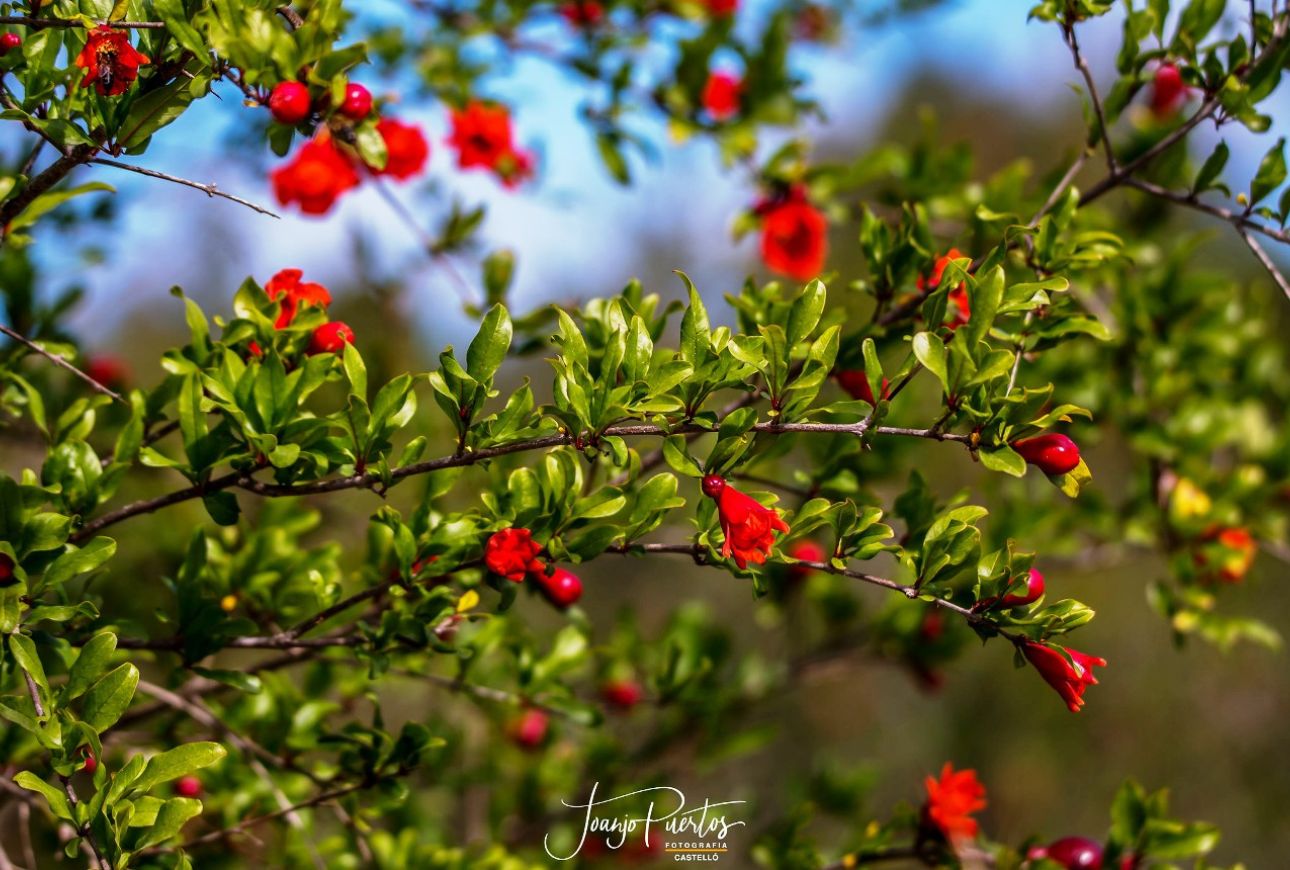 Magraner amb flor - Joanjo Puertos